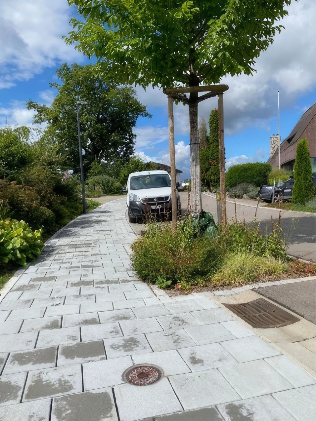 Baum an einer Strasse